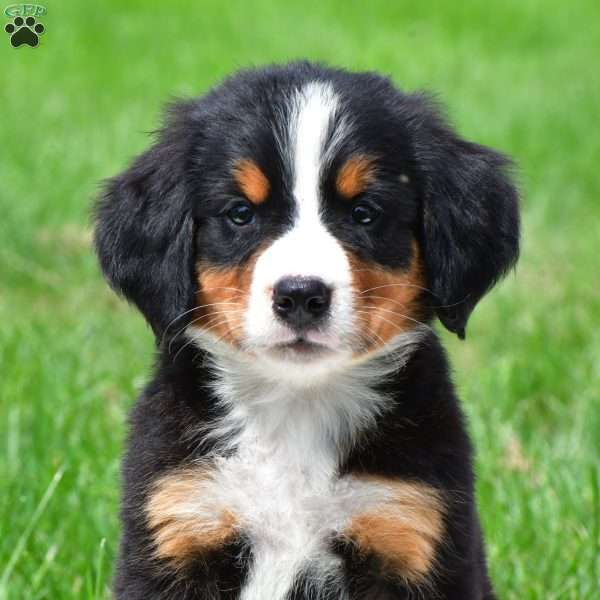 Dakota, Bernese Mountain Dog Puppy