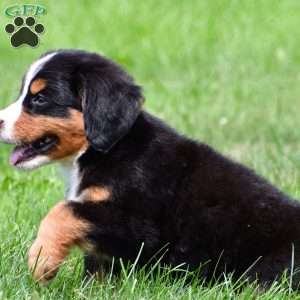 Dakota, Bernese Mountain Dog Puppy