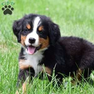 Dakota, Bernese Mountain Dog Puppy
