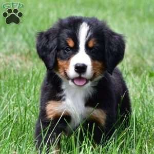 Dakota, Bernese Mountain Dog Puppy
