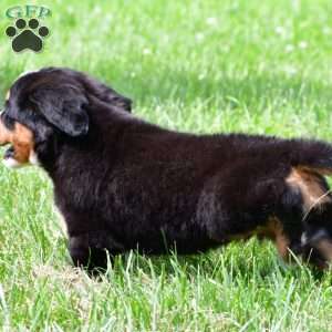 Dakota, Bernese Mountain Dog Puppy