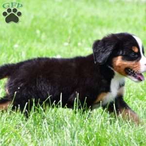 Dakota, Bernese Mountain Dog Puppy