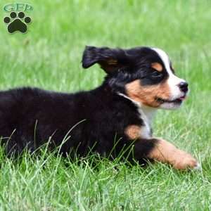 Dakota, Bernese Mountain Dog Puppy