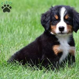 Dakota, Bernese Mountain Dog Puppy