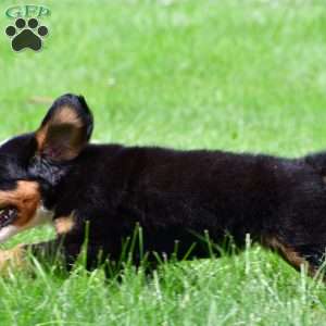 Dakota, Bernese Mountain Dog Puppy