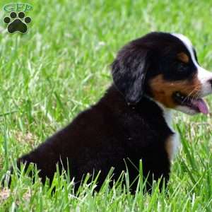 Dakota, Bernese Mountain Dog Puppy
