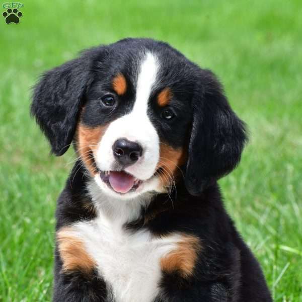 Misty, Bernese Mountain Dog Puppy