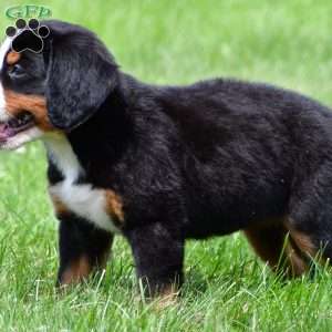 Misty, Bernese Mountain Dog Puppy