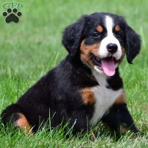 Misty, Bernese Mountain Dog Puppy