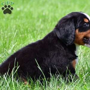 Misty, Bernese Mountain Dog Puppy