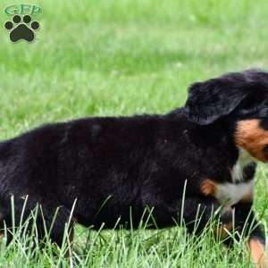 Misty, Bernese Mountain Dog Puppy