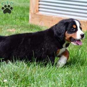 Misty, Bernese Mountain Dog Puppy