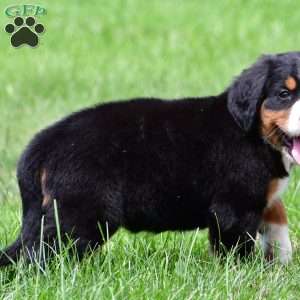 Misty, Bernese Mountain Dog Puppy