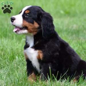 Misty, Bernese Mountain Dog Puppy