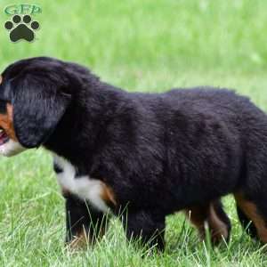 Misty, Bernese Mountain Dog Puppy