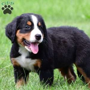 Misty, Bernese Mountain Dog Puppy