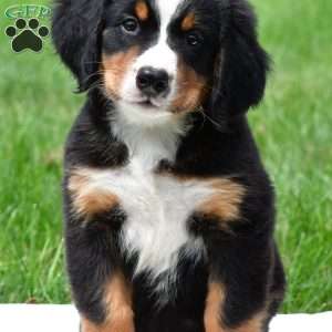 Roxie, Bernese Mountain Dog Puppy