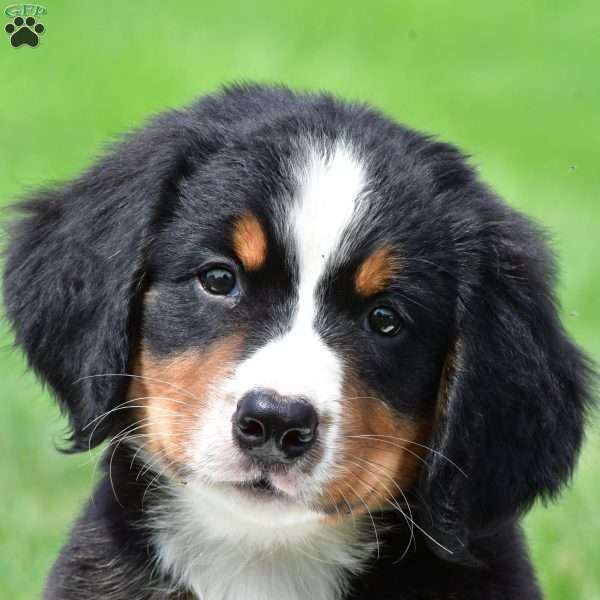 Roxie, Bernese Mountain Dog Puppy