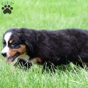 Roxie, Bernese Mountain Dog Puppy