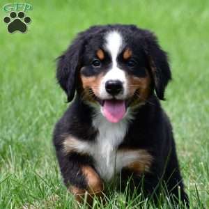 Roxie, Bernese Mountain Dog Puppy