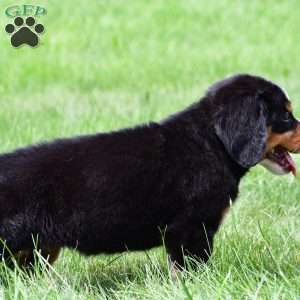 Roxie, Bernese Mountain Dog Puppy