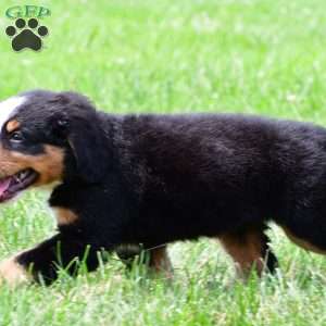 Roxie, Bernese Mountain Dog Puppy
