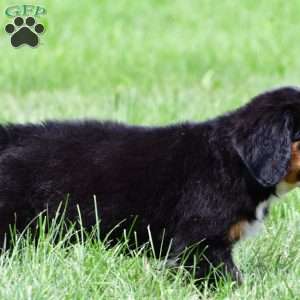 Roxie, Bernese Mountain Dog Puppy