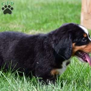 Roxie, Bernese Mountain Dog Puppy