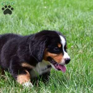 Roxie, Bernese Mountain Dog Puppy