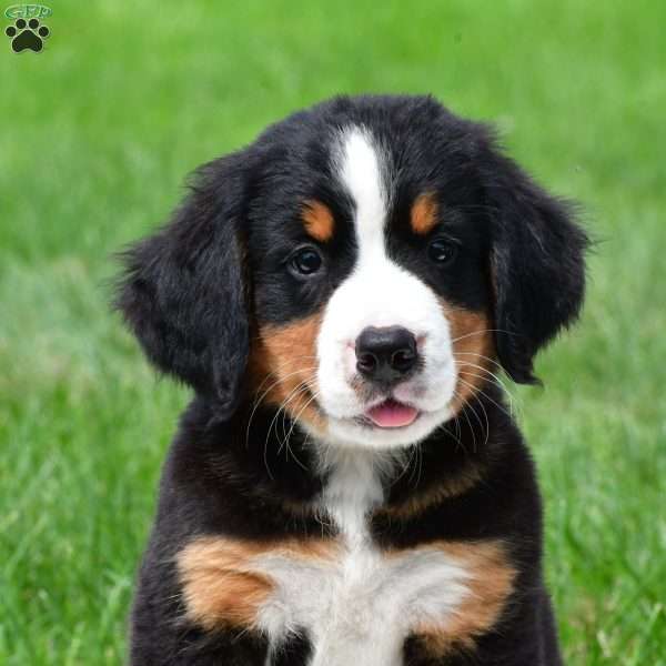 Sasha, Bernese Mountain Dog Puppy