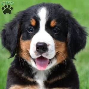 Sasha, Bernese Mountain Dog Puppy
