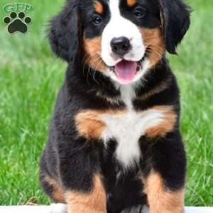Sasha, Bernese Mountain Dog Puppy
