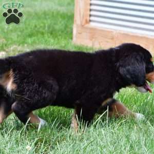 Sasha, Bernese Mountain Dog Puppy