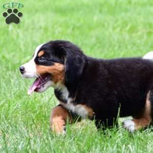 Sasha, Bernese Mountain Dog Puppy