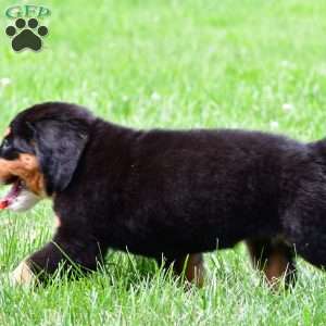 Sasha, Bernese Mountain Dog Puppy