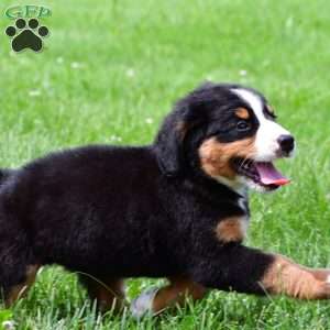 Sasha, Bernese Mountain Dog Puppy