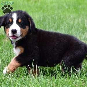 Sasha, Bernese Mountain Dog Puppy