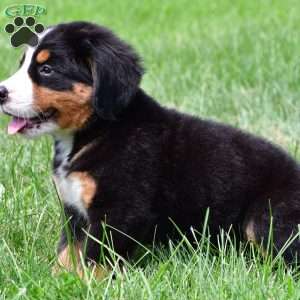 Sasha, Bernese Mountain Dog Puppy