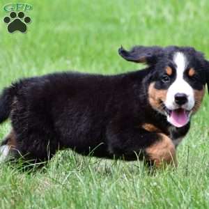 Sasha, Bernese Mountain Dog Puppy