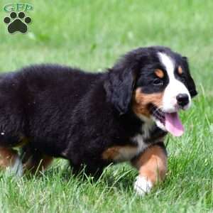 Sasha, Bernese Mountain Dog Puppy