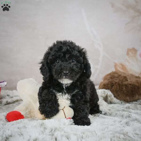 Jolene, Bich-Poo Puppy