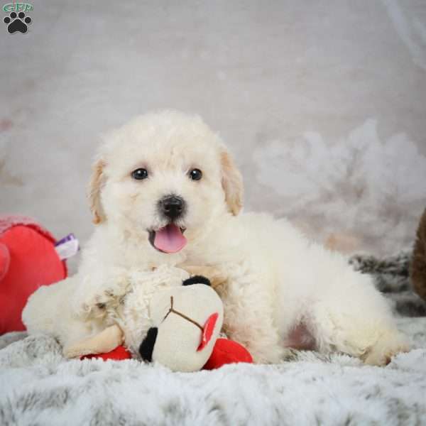 Jay, Bich-Poo Puppy