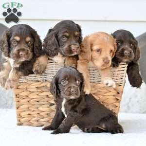 Rudy, Cocker Spaniel Puppy