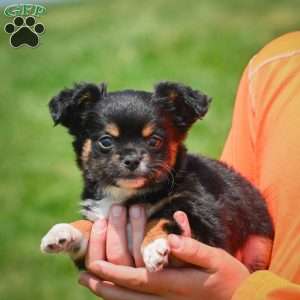 Sam, Chihuahua Puppy