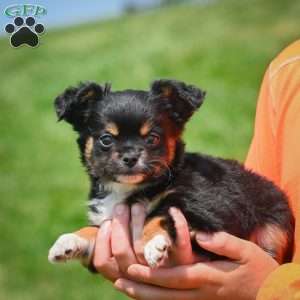 Sam, Chihuahua Puppy