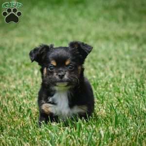 Sam, Chihuahua Puppy