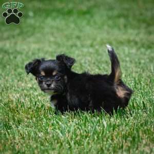 Sam, Chihuahua Puppy