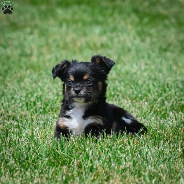 Sam, Chihuahua Puppy