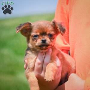 Creed, Chihuahua Puppy