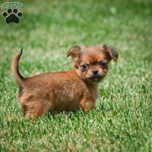 Creed, Chihuahua Puppy